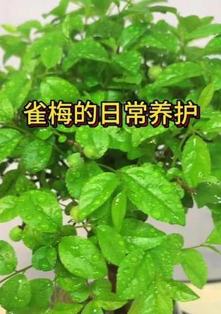 种雀梅应该使用什么土壤？选择土壤的要点是什么？
