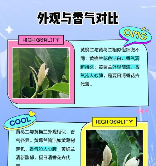 黄桷兰叶子黄化如何处理？