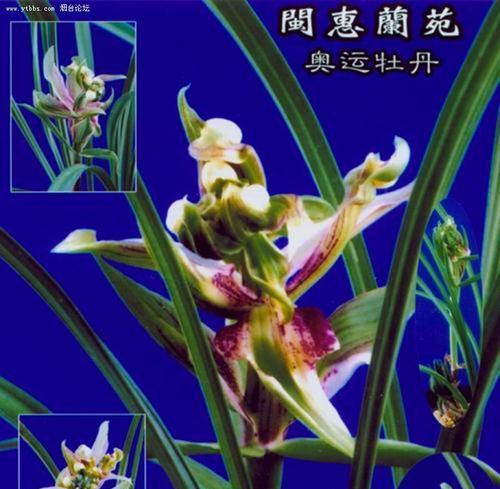 黄桷兰叶子黄化如何处理？