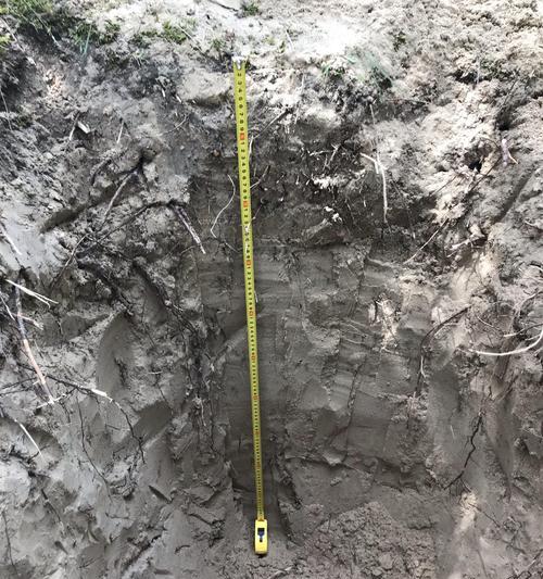金麒麟植物的土壤选择和养护要点是什么？