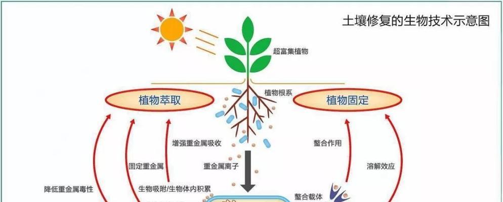 金麒麟植物的土壤选择和养护要点是什么？