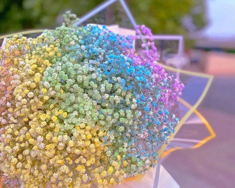 满天星花的特征是什么？