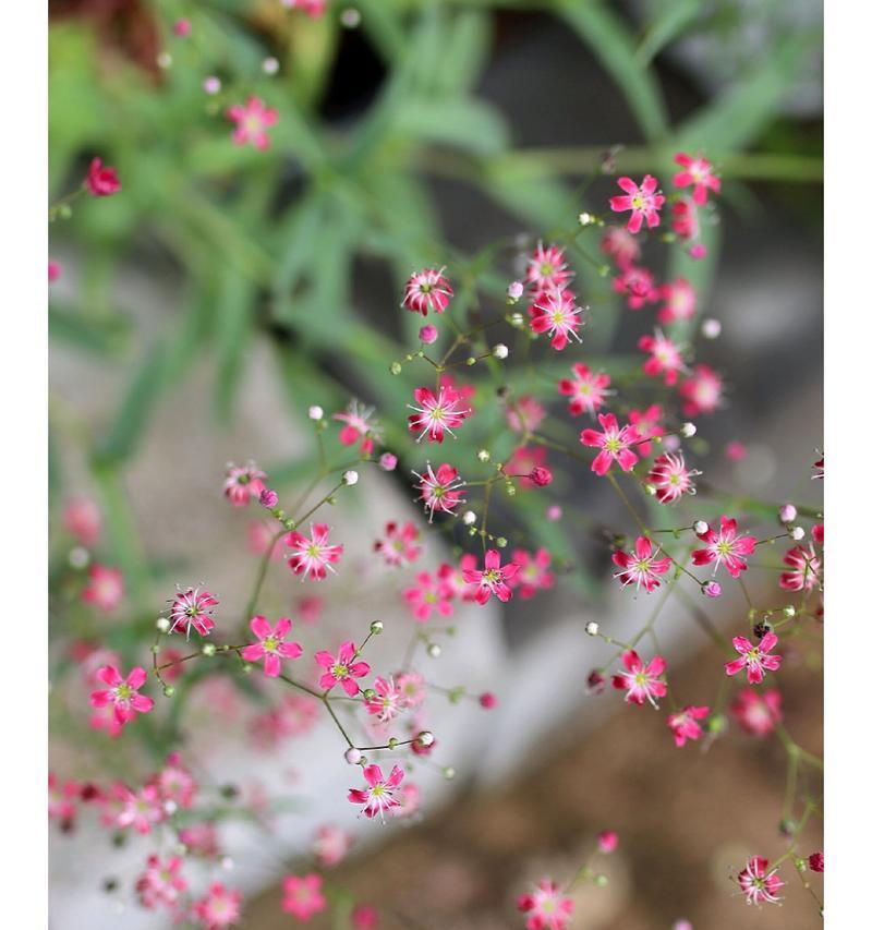 满天星花的特征是什么？