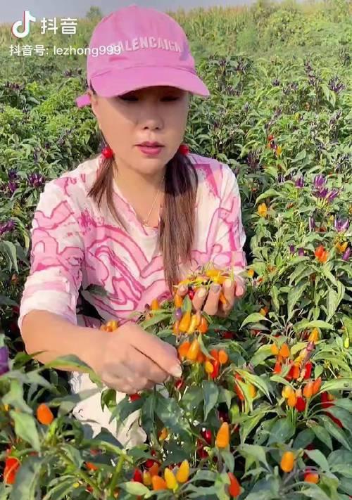 五彩观赏椒种植方法有哪些？