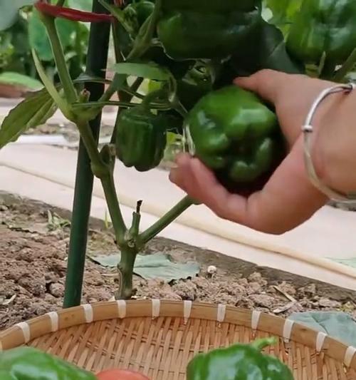 五彩观赏椒种植方法有哪些？