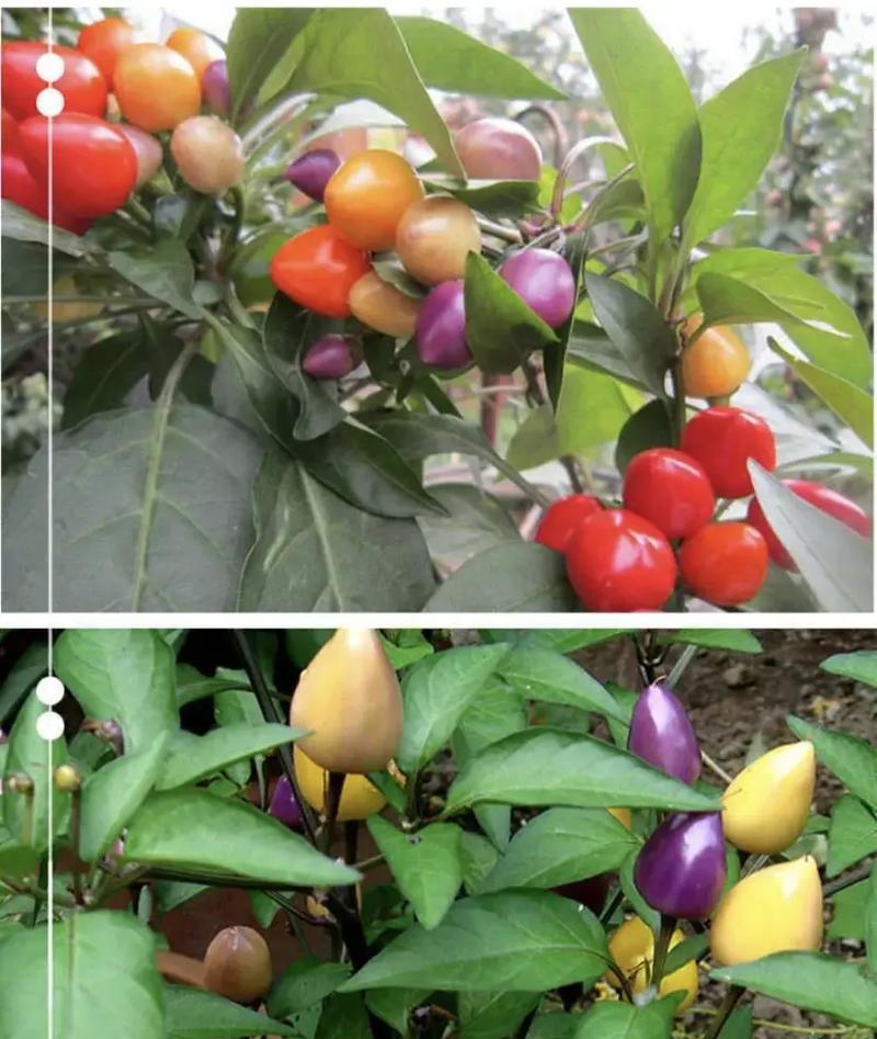 五彩观赏椒种植方法有哪些？