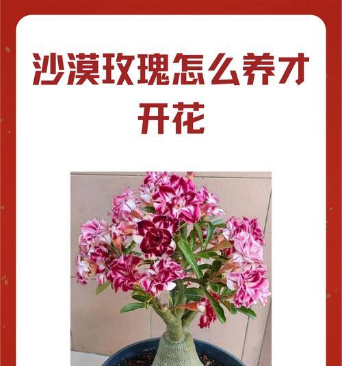 沙漠玫瑰有哪些名贵品种？如何养护名贵品种？