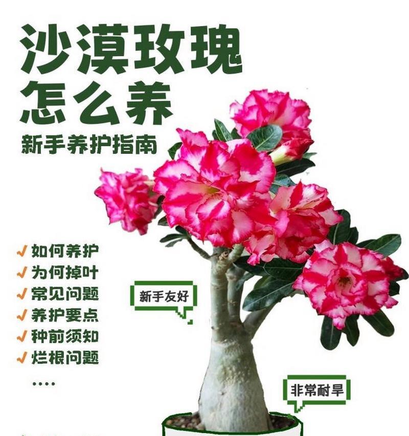 沙漠玫瑰有哪些名贵品种？如何养护名贵品种？
