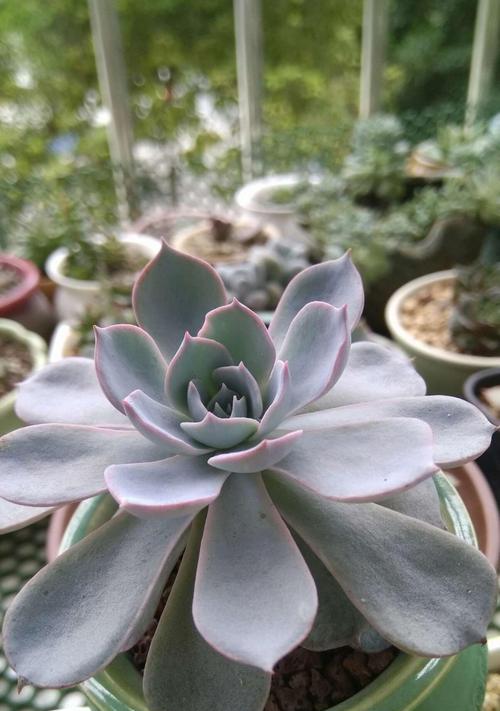 蓝石莲的养殖环境和条件？
