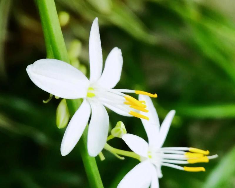 吊兰是什么花？为什么被称为最好养的花？