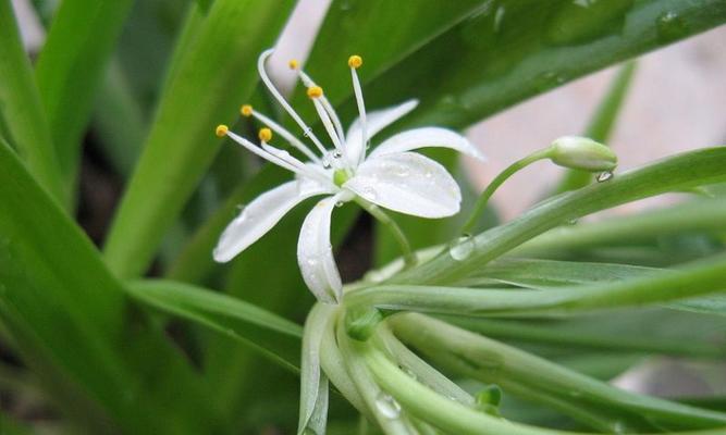 吊兰是什么花？为什么被称为最好养的花？