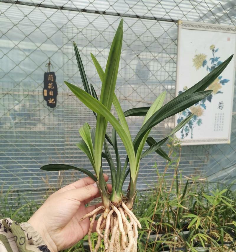 建兰有哪些品种？建兰品种特点与养护方法？