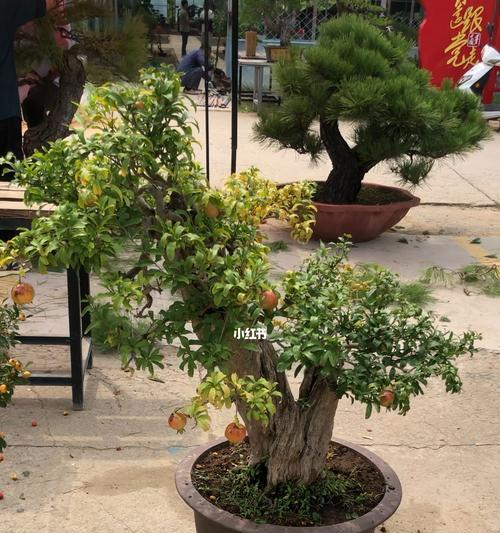 盆栽石榴品种有哪些？它们的养护要点是什么？