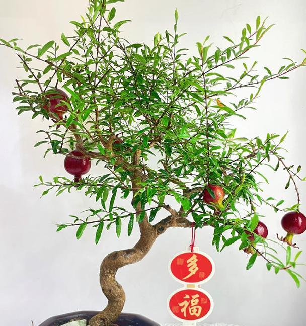 盆栽石榴品种有哪些？它们的养护要点是什么？