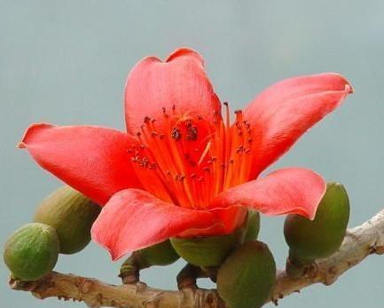 木棉花的外观特征是什么？