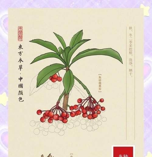 朱砂根的养护方法和常见问题解答？