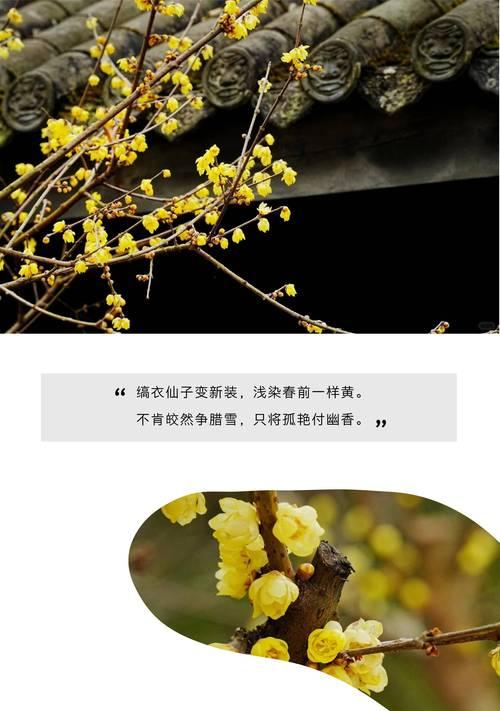 腊梅花枝的养护技巧有哪些？