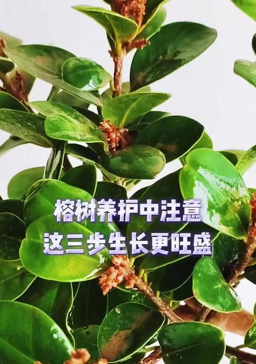 哪种榕树品种最适合种植？榕树品种的选择和养护技巧是什么？