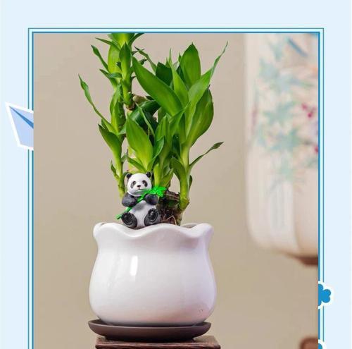 富贵竹发芽的秘诀是什么？