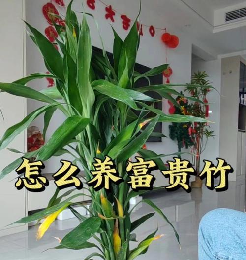 富贵竹发芽的秘诀是什么？