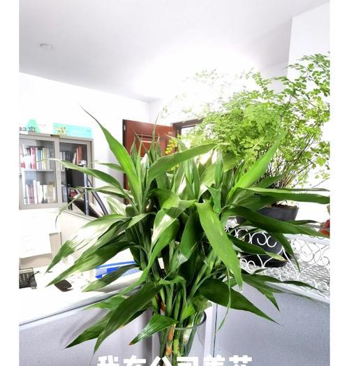 富贵竹发芽的秘诀是什么？