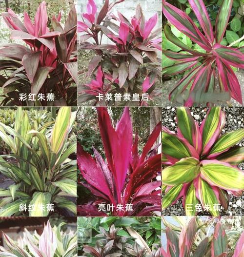 朱蕉的正确养殖技巧是什么？