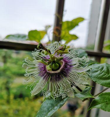 百香果的花长什么样？它的开花习性是怎样的？