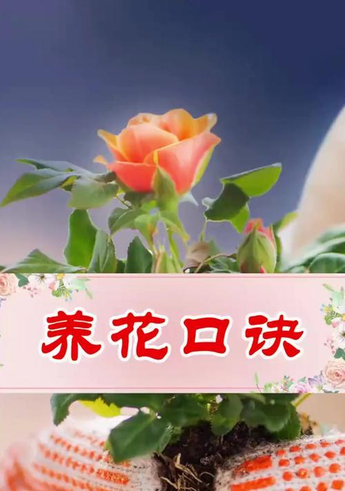 花要怎么养？家庭养花的五个基本技巧是什么？