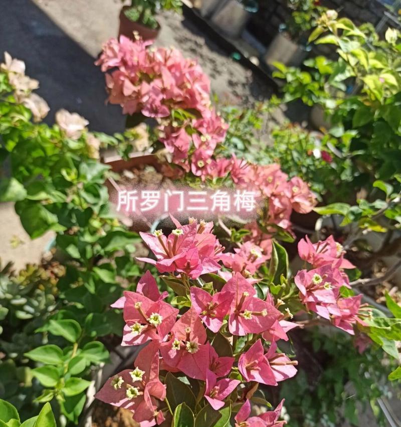 三角梅哪种品种最好？如何选择最佳的三角梅品种？