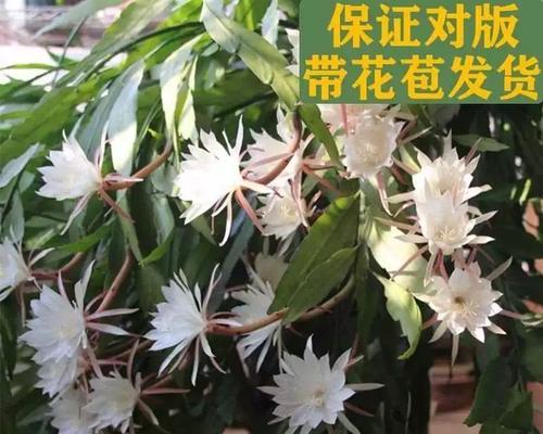 昙花种植的正确步骤和技巧是什么？