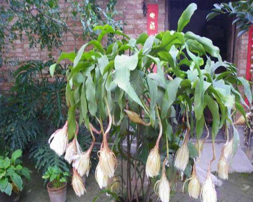 昙花种植的正确步骤和技巧是什么？