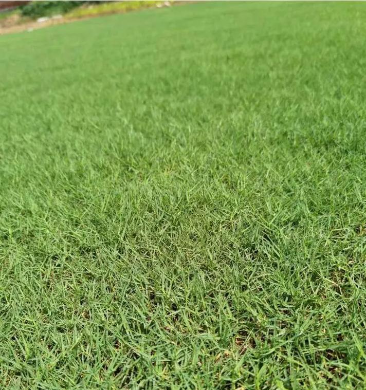 三叶草什么季节种？三叶草的种植时间和养护要点是什么？