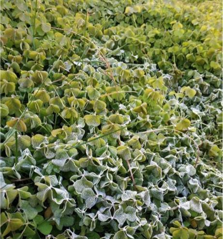 三叶草什么季节种？三叶草的种植时间和养护要点是什么？