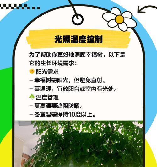 幸福树养殖方法有哪些？如何保持幸福树健康生长？
