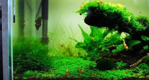 水榕繁殖方法是什么？如何确保成活率？