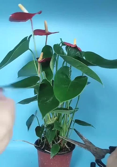 红掌花的养殖方法和注意事项？