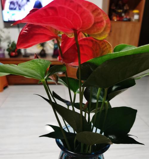 红掌花的养殖方法和注意事项？