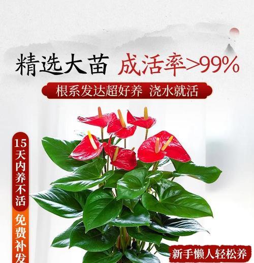 红掌花的养殖方法和注意事项？