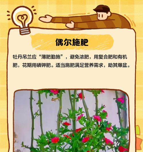 牡丹花施肥的最佳时间是什么时候？