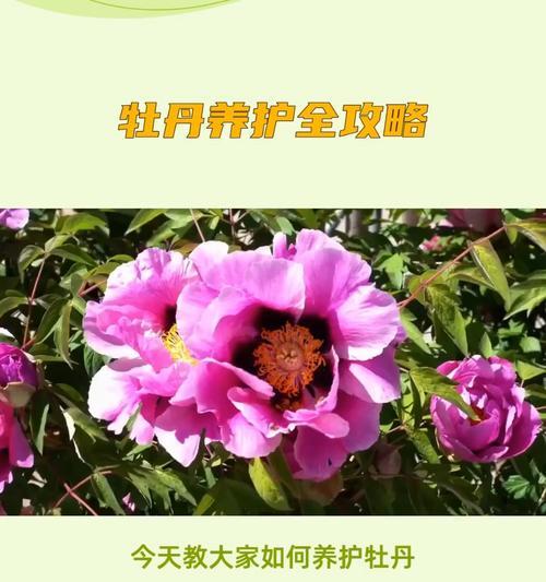 牡丹花施肥的最佳时间是什么时候？