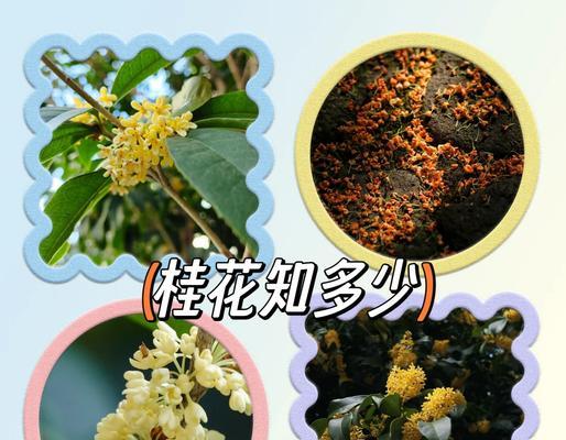 丹桂的养护方法和常见问题是什么？
