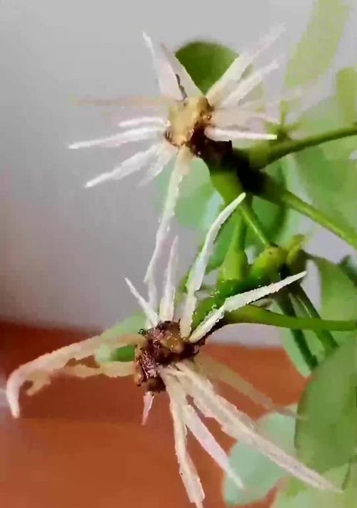 鸭脚木扦插的正确方法是什么？