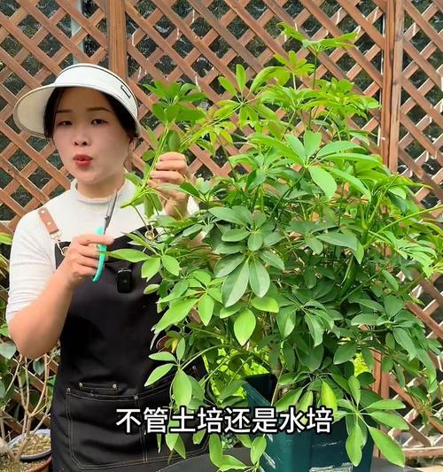 鸭脚木扦插的正确方法是什么？
