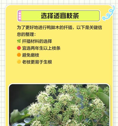 鸭脚木扦插的正确方法是什么？