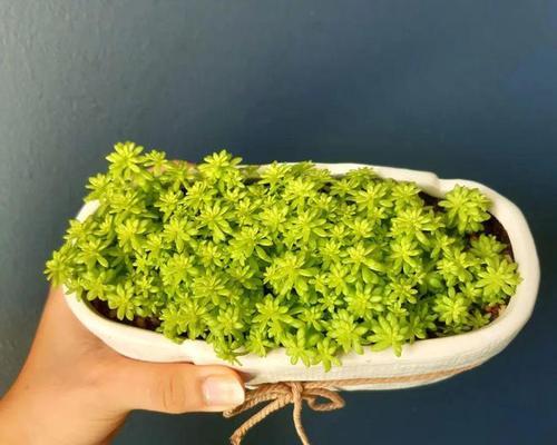 黄金万年草分盆技巧有哪些？