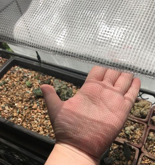 桃蛋植物徒长怎么办？如何正确管理？