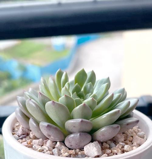 桃蛋植物徒长怎么办？如何正确管理？