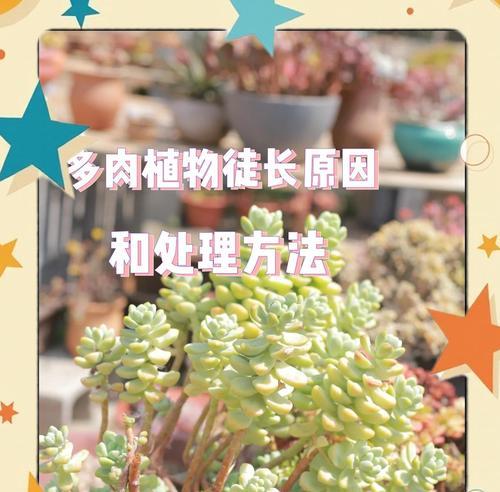 桃蛋植物徒长怎么办？如何正确管理？