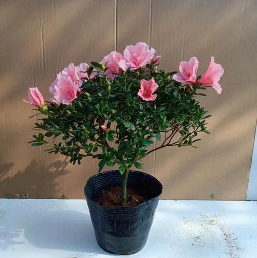 杜鹃花的种植方法是什么？杜鹃花的生长环境有哪些要求？