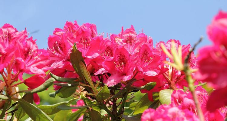 杜鹃花的种植方法是什么？杜鹃花的生长环境有哪些要求？